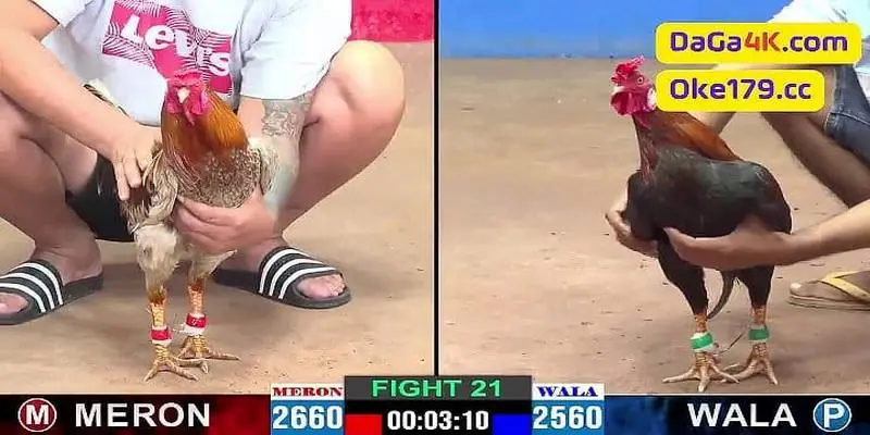 Meron Wala Đá Gà Hi88 Là Gì Và Mẹo Chơi Thắng Lớn Khái niệm Meron Wala đá gà