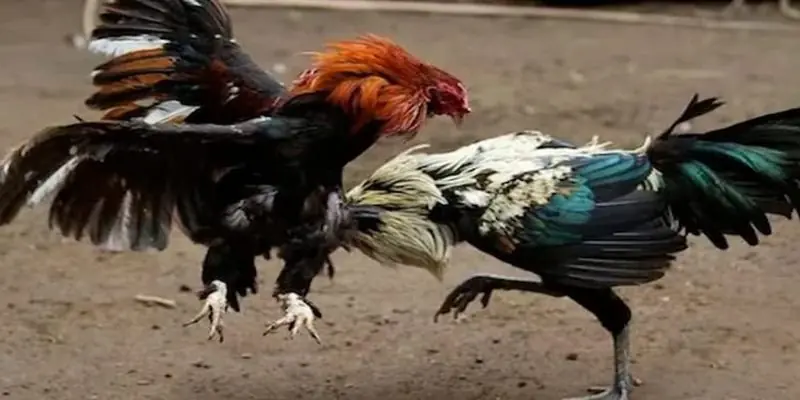 Meron Wala Đá Gà Hi88 Là Gì Và Mẹo Chơi Thắng Lớn Quy trình đặt cược Meron Wala đá gà cực đơn giản với Hi88