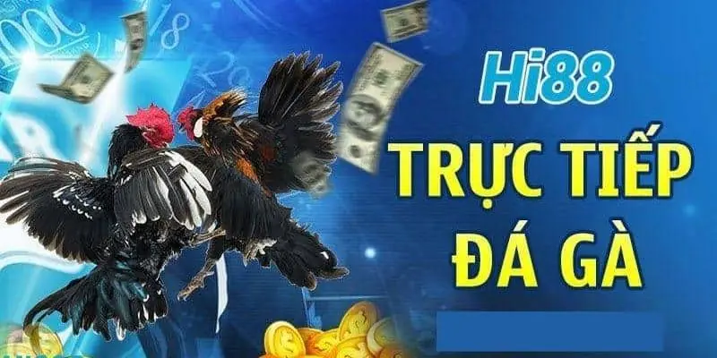 Sảnh Đá Gà WS168 Tại Hi88 - Đầy Kịch Tính Và Hấp Dẫn Đăng ký chơi đá gà tại WS168